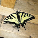 Eastern tiger swallowtail butterfly