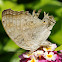 Grey Pansy Butterfly