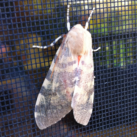 Spotting Image 1