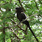 Magpie Shrike/African Long-tailed Shrike