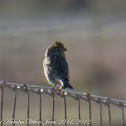 Serin; Verdecillo