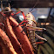 Southeastern Lubber Grasshopper