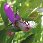 Sweet Pea Shrub