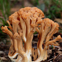 Coral Fungi