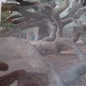Southern Live Oak