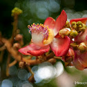 Cannonball Tree