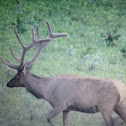 Elk