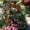 Abundance of Flowers
