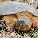 Common Snapping Turtle