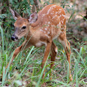 White Tail Deer