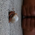 Cobito de PuertoRico