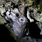 Pupa or egg...