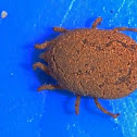 Tick