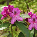 Rhododendron