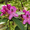 Rhododendron