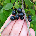Buckthorn