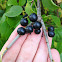 Buckthorn
