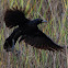 Common Grackle