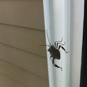  Leaf-footed bug