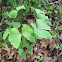 Twinleaf