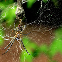 Golden silk orb-weaver