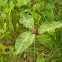 Prairie trillium