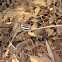 Common Sailer