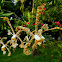 spider orchid, scorpion orchid