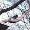 Black-capped Chickadee