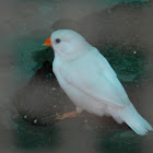 Zebra Finch