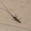 Flat-faced Longhorn Beetle