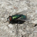 Greenbottle