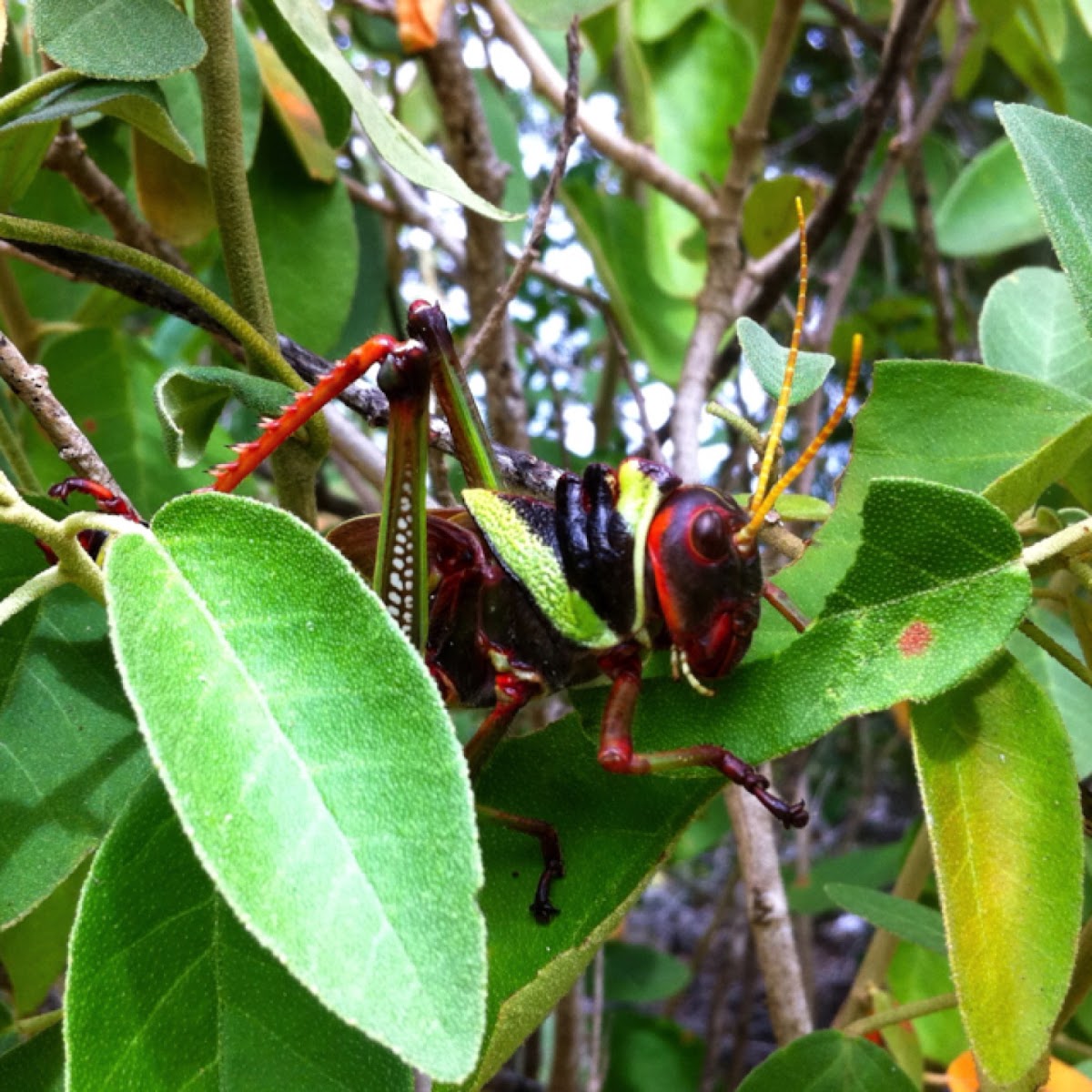 Giant Grasshopper