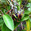 Giant Grasshopper
