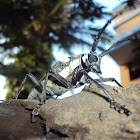Mango stem borer