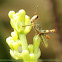 Shorthorned Grasshopper 