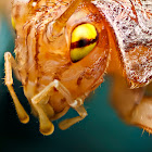 Cricket