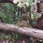 Poas Squirrel