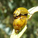 Tortoise leaf beetle