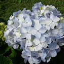 Hydrangea