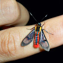Moth