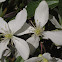 White Clematis