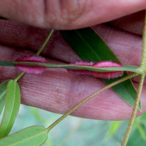 Eucalyptus wasp galls female Project Noah
