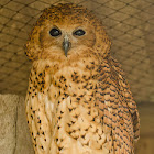 Pel's Fishing Owl