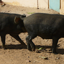 Indian wild boar