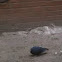 Rock pigeon