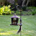 Eastern Gray Squirrel