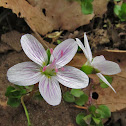 Spring beauty