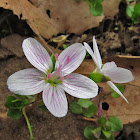 Spring beauty