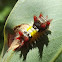 Mottled cupmoth larva